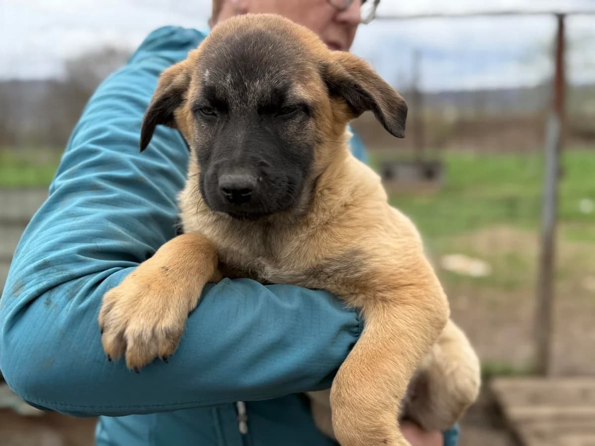 Miro, male puppy Mixed Breed for adoption at Ein Herz für Streuner e.V., München