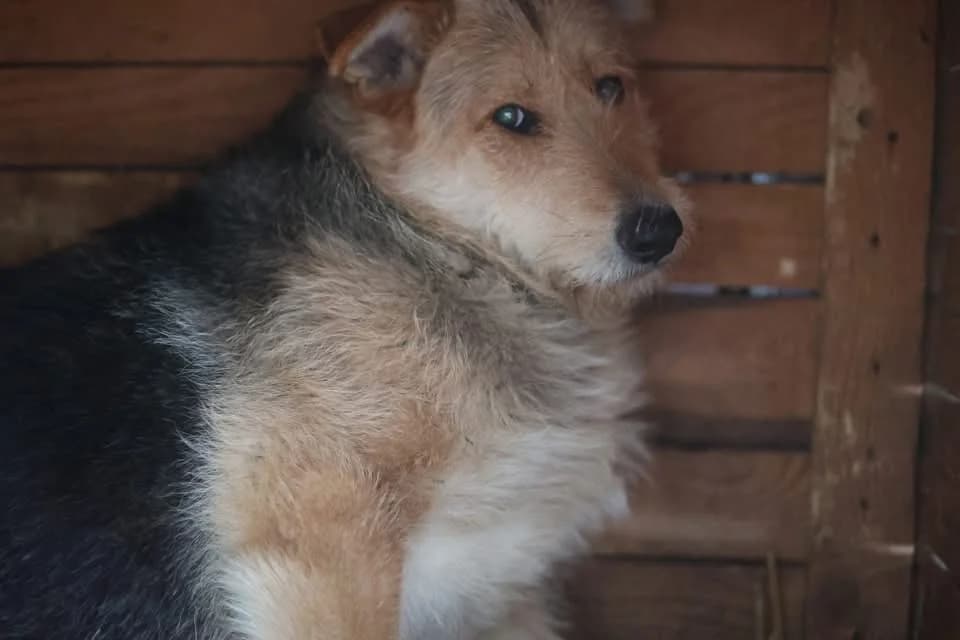 Miro, braun male 5yo Mixed Breed for adoption at Ein Herz für Streuner e.V., München