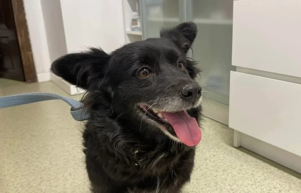 Misa, schwarz female 5yo Mixed Breed for adoption at Ein Herz für Streuner e.V., München