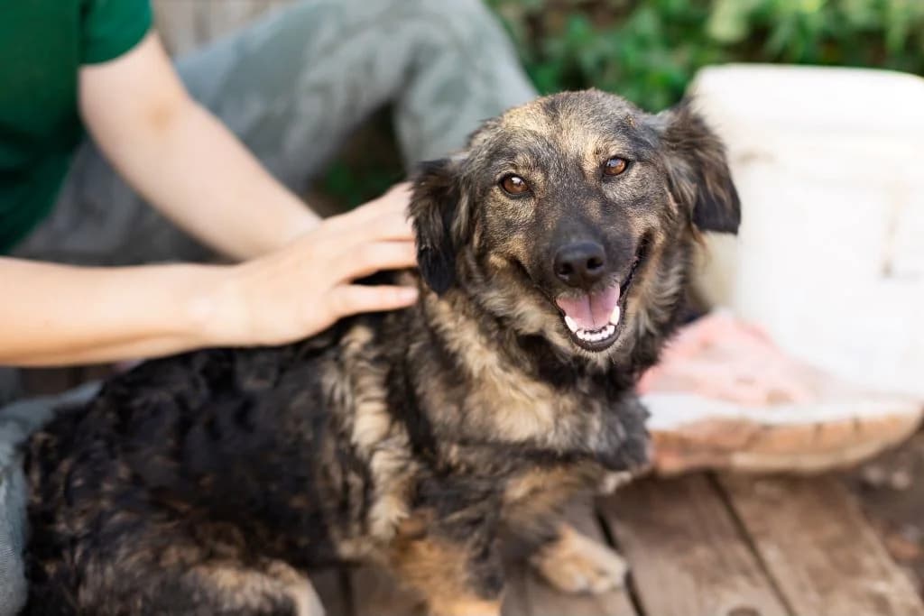 Mischka, beige female 3yo Mixed Breed for adoption at Ein Herz für Streuner e.V., München