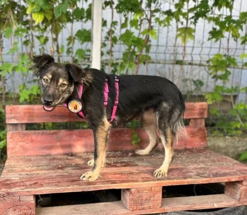 Mischka, female young Mixed Breed for adoption at Ein Herz für Streuner e.V., München