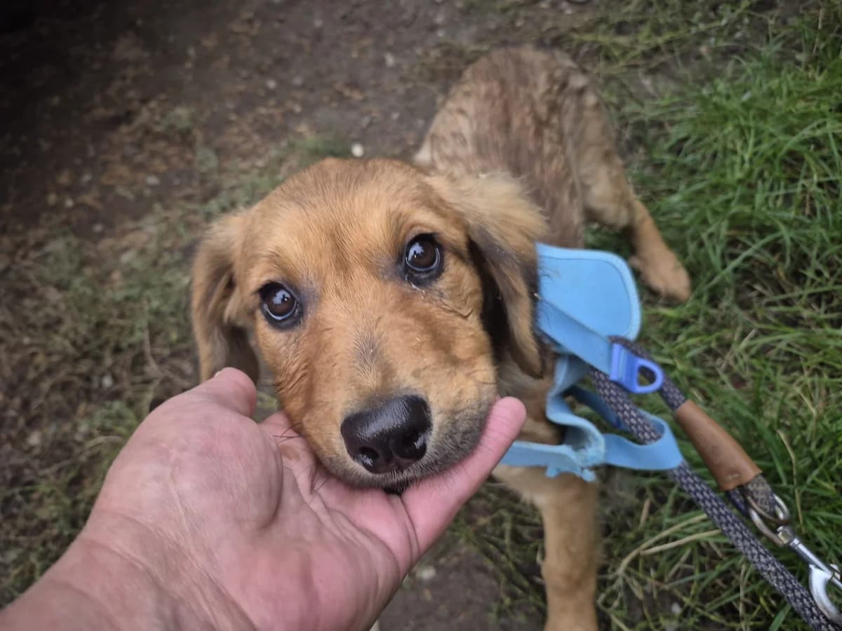 Mischu, female puppy Mixed Breed for adoption at Ein Herz für Streuner e.V., München