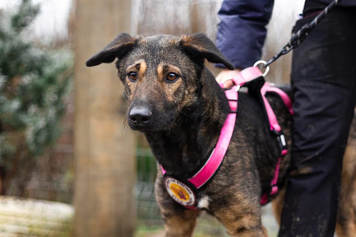 Misha, schwarz female young Mixed Breed for adoption at Ein Herz für Streuner e.V., München