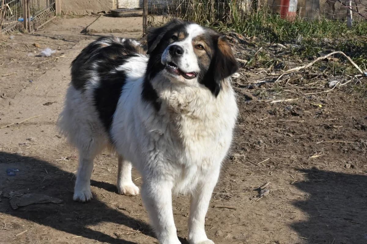 Mishka, female 4yo Mixed Breed for adoption at Ein Herz für Streuner e.V., München