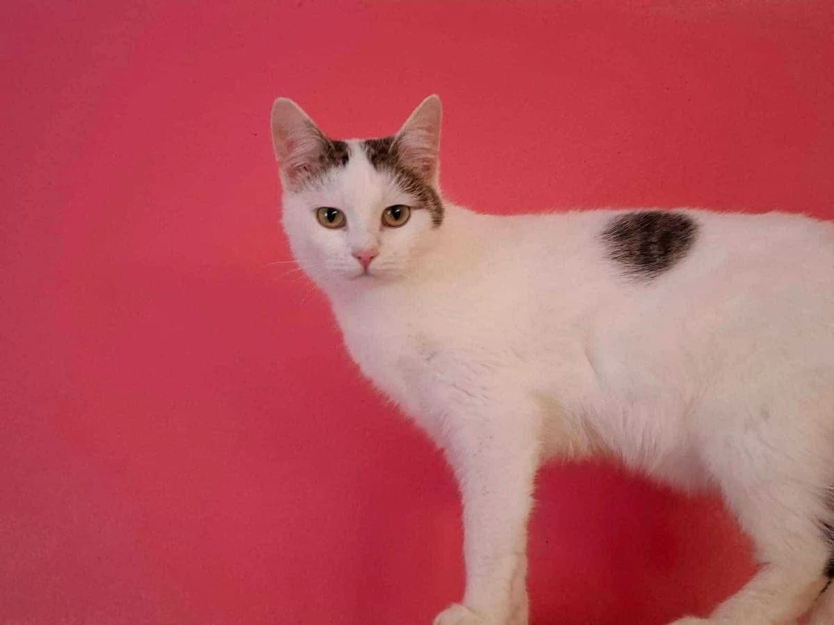 Miso, Mixed Breed for adoption at Ein Herz für Streuner e.V., München