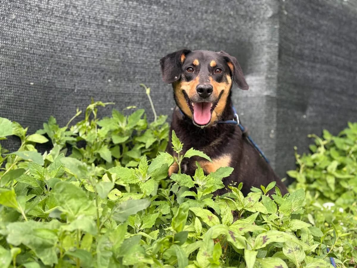 Miss Elly, female 5yo Mixed Breed for adoption at Ein Herz für Streuner e.V., München