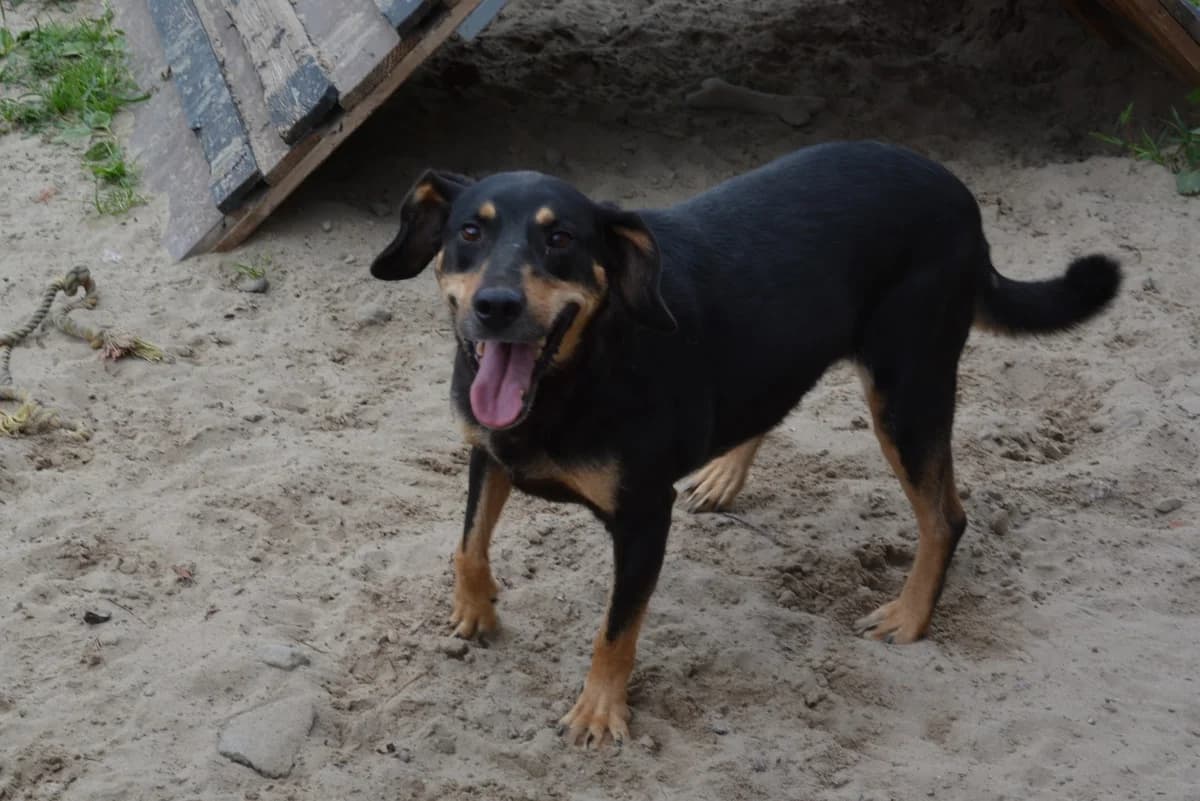 Miss Elly, female 6yo Mixed Breed for adoption at Ein Herz für Streuner e.V., München
