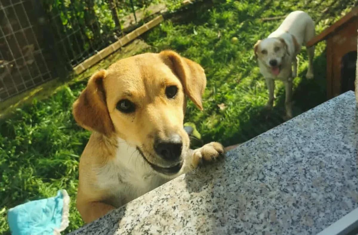 Miss Marple, weiß female young Mixed Breed for adoption at Ein Herz für Streuner e.V., München