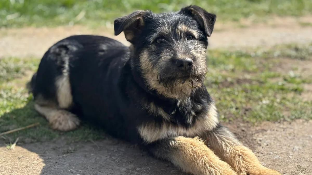 Miss Marple, female puppy Mixed Breed for adoption at Ein Herz für Streuner e.V., München