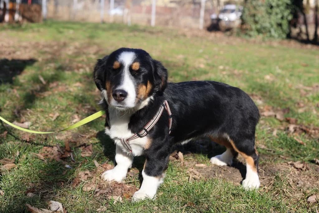 Miss Peggy, weiß female puppy Mixed Breed for adoption at Ein Herz für Streuner e.V., München