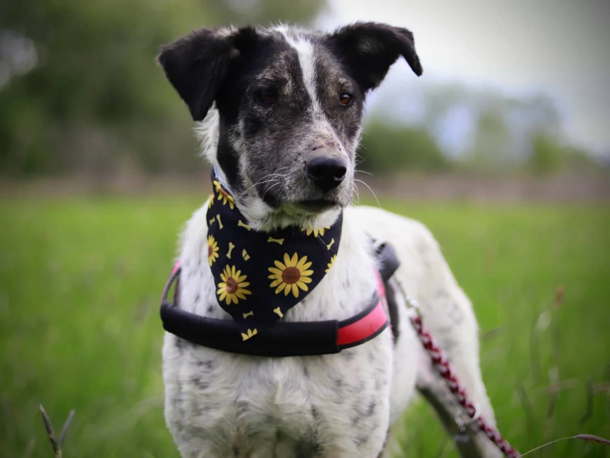 Miss Sunshine, schwarz female 4yo Mixed Breed for adoption at Ein Herz für Streuner e.V., München