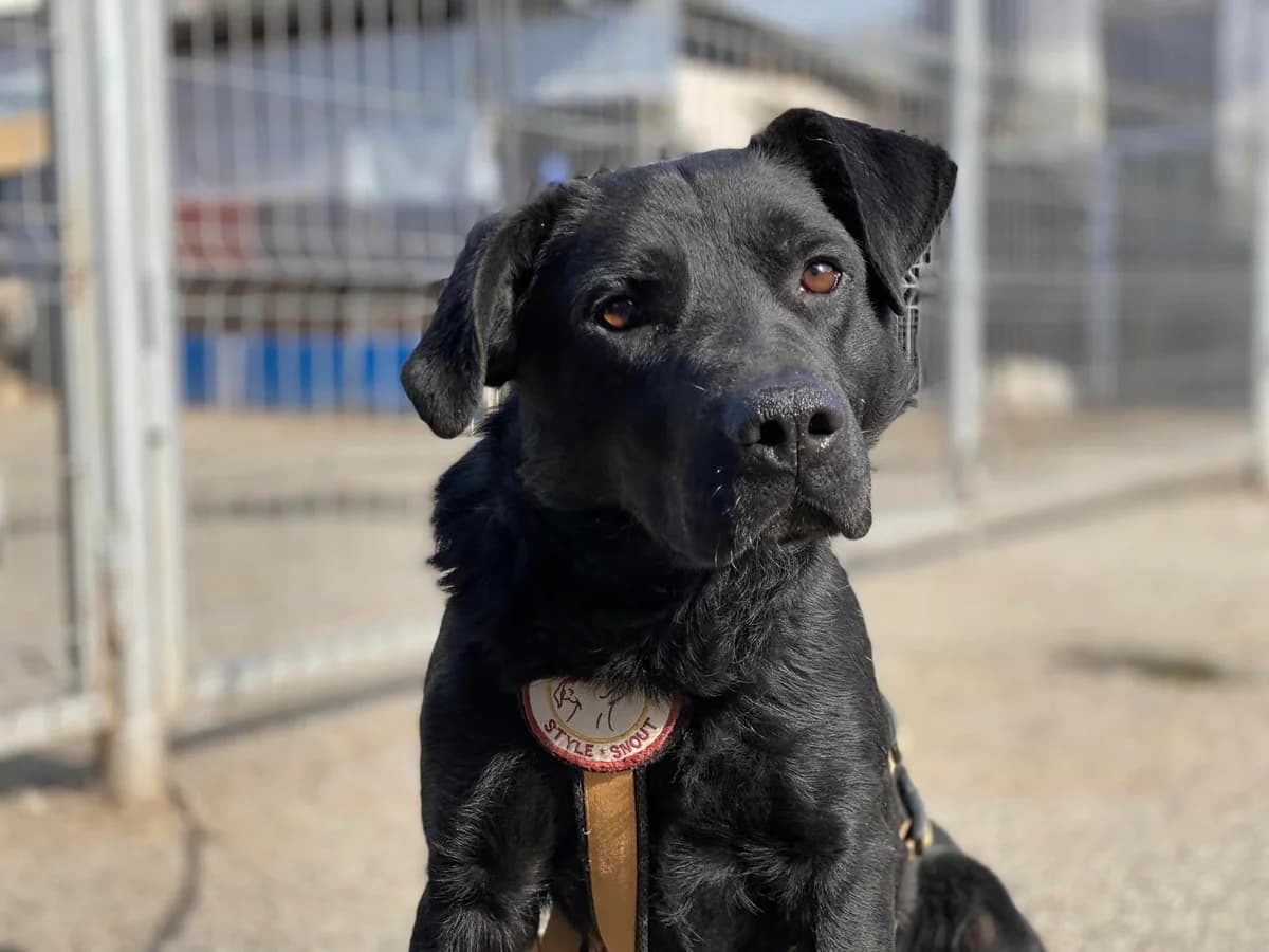 Missouri, male young Mixed Breed for adoption at Ein Herz für Streuner e.V., München