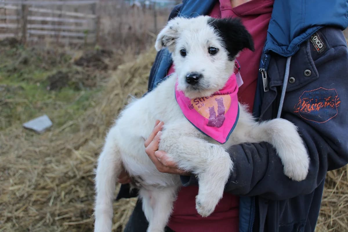 Missy, female puppy Mixed Breed for adoption at Ein Herz für Streuner e.V., München