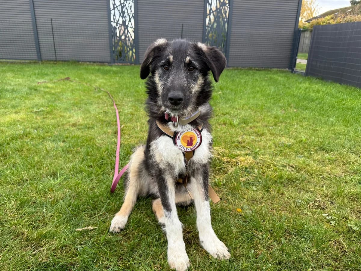 Missy, female puppy Mixed Breed for adoption at Ein Herz für Streuner e.V., München