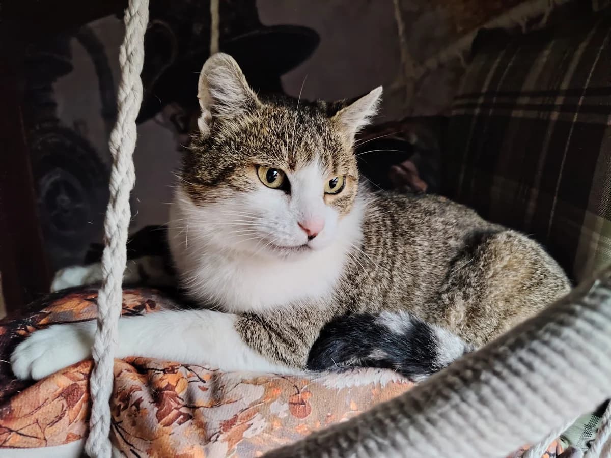 Missy, female 6yo Mixed Breed for adoption at Ein Herz für Streuner e.V., München