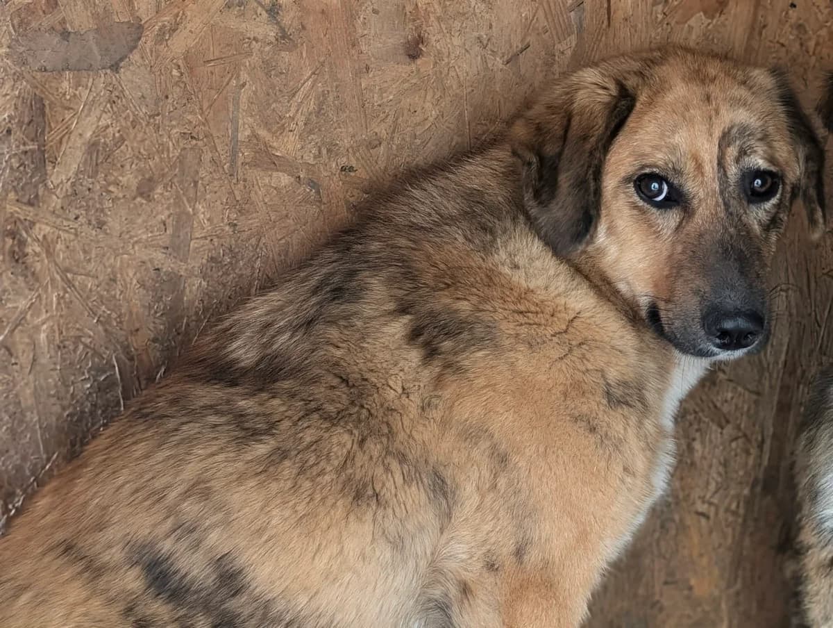 Missy, female young Mixed Breed for adoption at Ein Herz für Streuner e.V., München