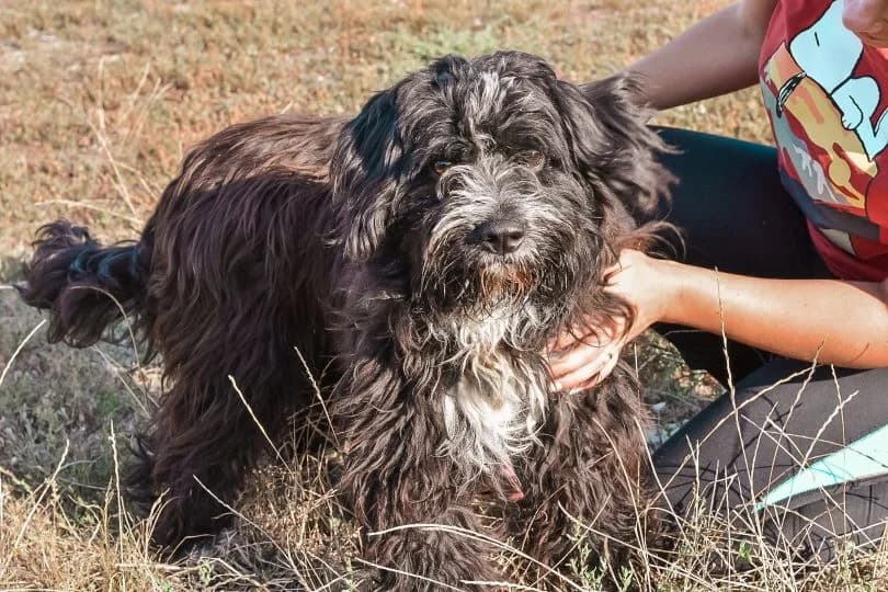 Mister Barneby, schwarz male young Mixed Breed for adoption at Ein Herz für Streuner e.V., München