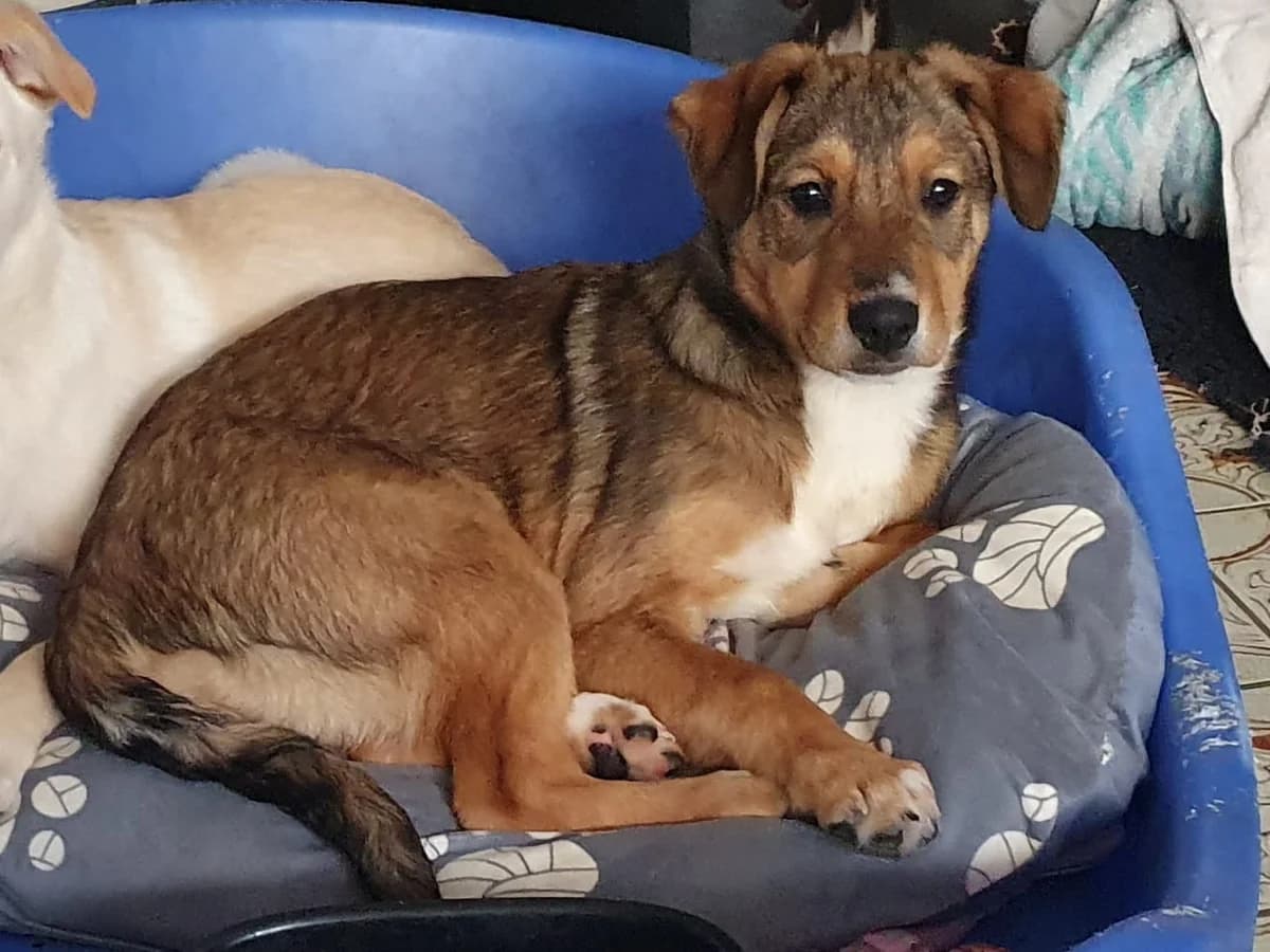 Mrs. Big, female puppy Mixed Breed for adoption at Ein Herz für Streuner e.V., München