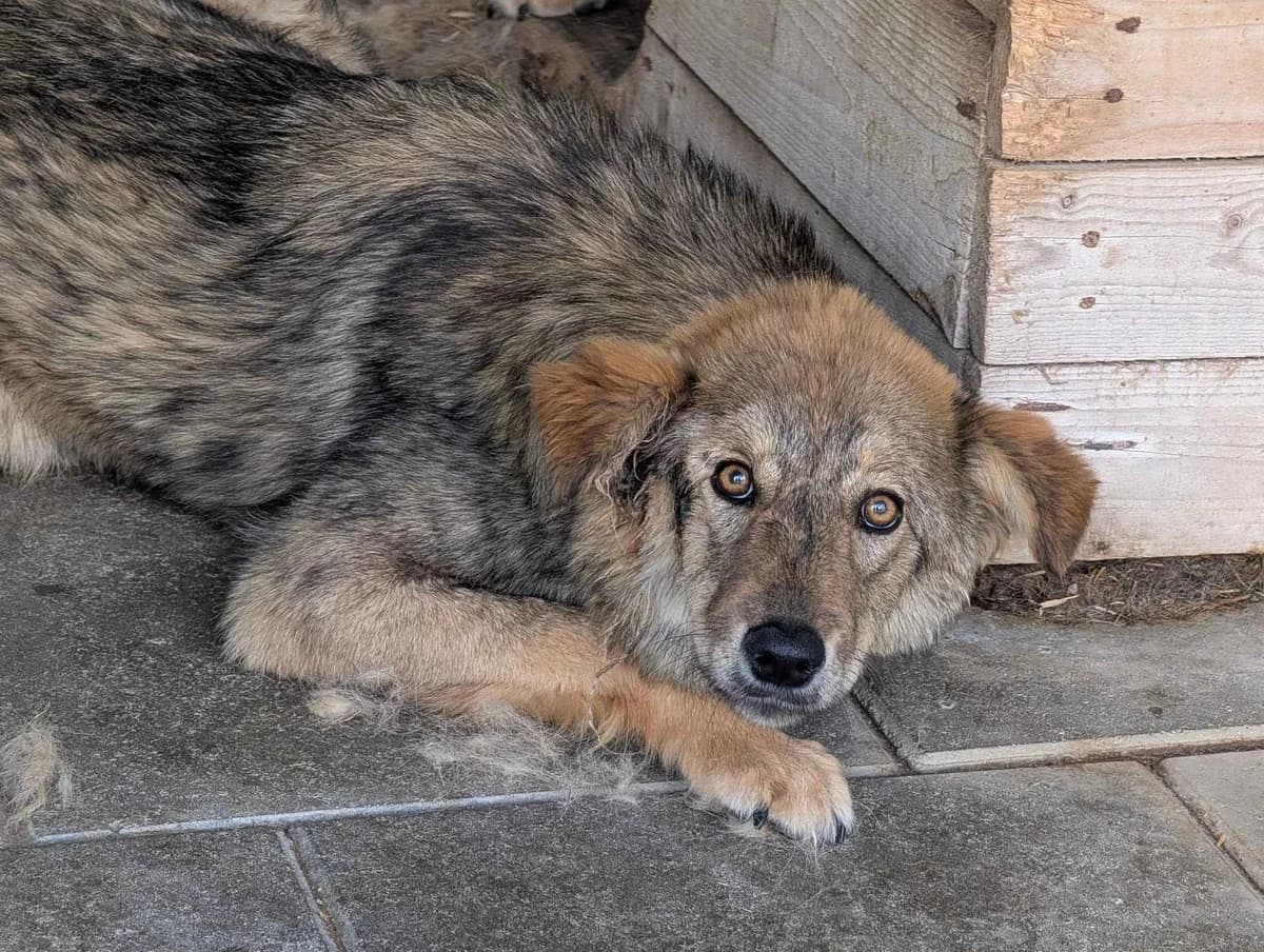 Mister Grey, male young Mixed Breed for adoption at Ein Herz für Streuner e.V., München