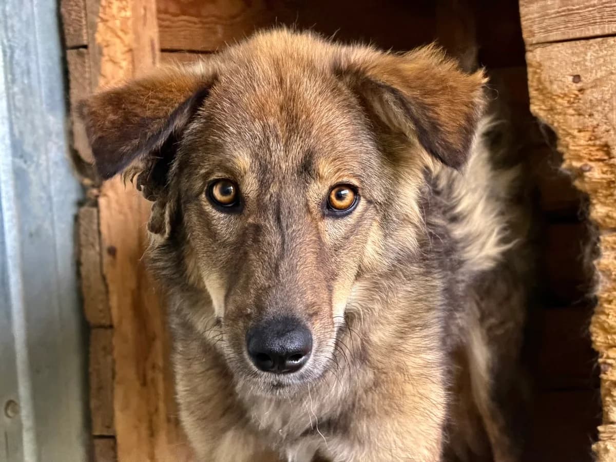 Mister Grey, male young Mixed Breed for adoption at Ein Herz für Streuner e.V., München