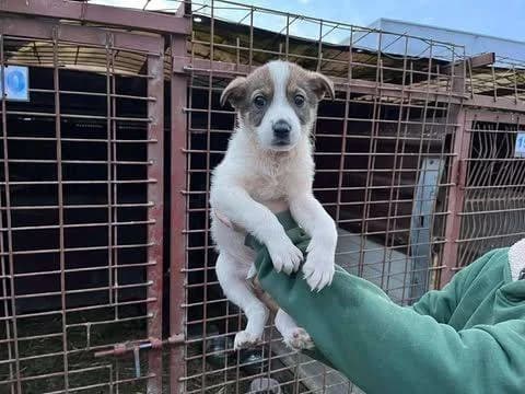 Mistletoe, puppy Mixed Breed for adoption at Ein Herz für Streuner e.V., München