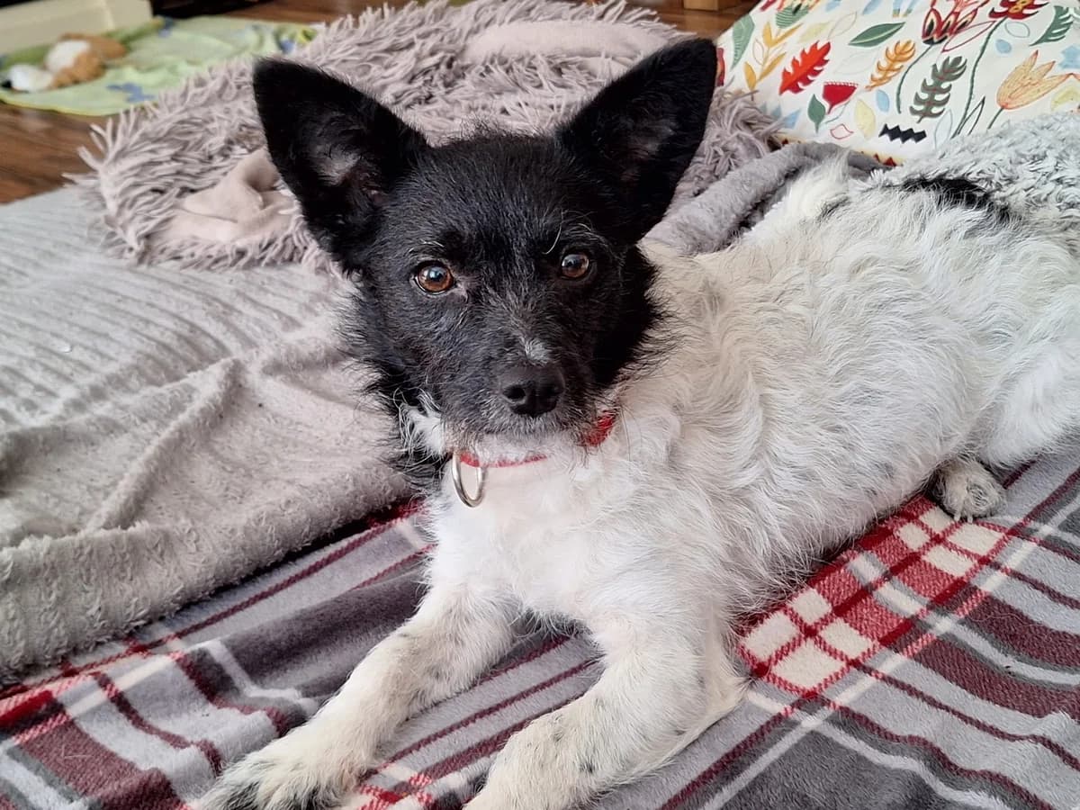Misty, female young Mixed Breed for adoption at Ein Herz für Streuner e.V., München