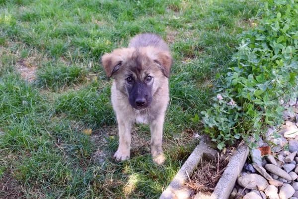 Mitsch, braun male puppy Mixed Breed for adoption at Ein Herz für Streuner e.V., München