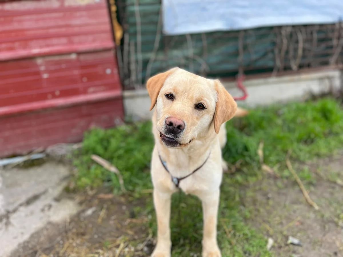 Mitsou, female 5yo Mixed Breed for adoption at Ein Herz für Streuner e.V., München