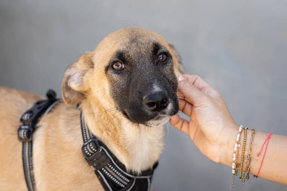 Mitsuki, male puppy Mixed Breed for adoption at Ein Herz für Streuner e.V., München