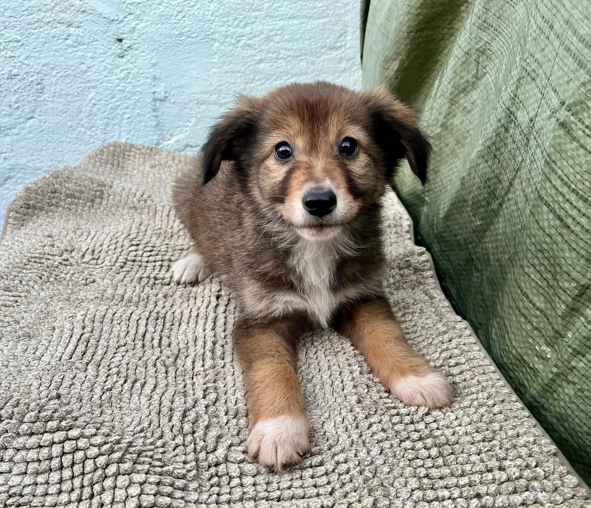 Mitsy, female puppy Mixed Breed for adoption at Ein Herz für Streuner e.V., München