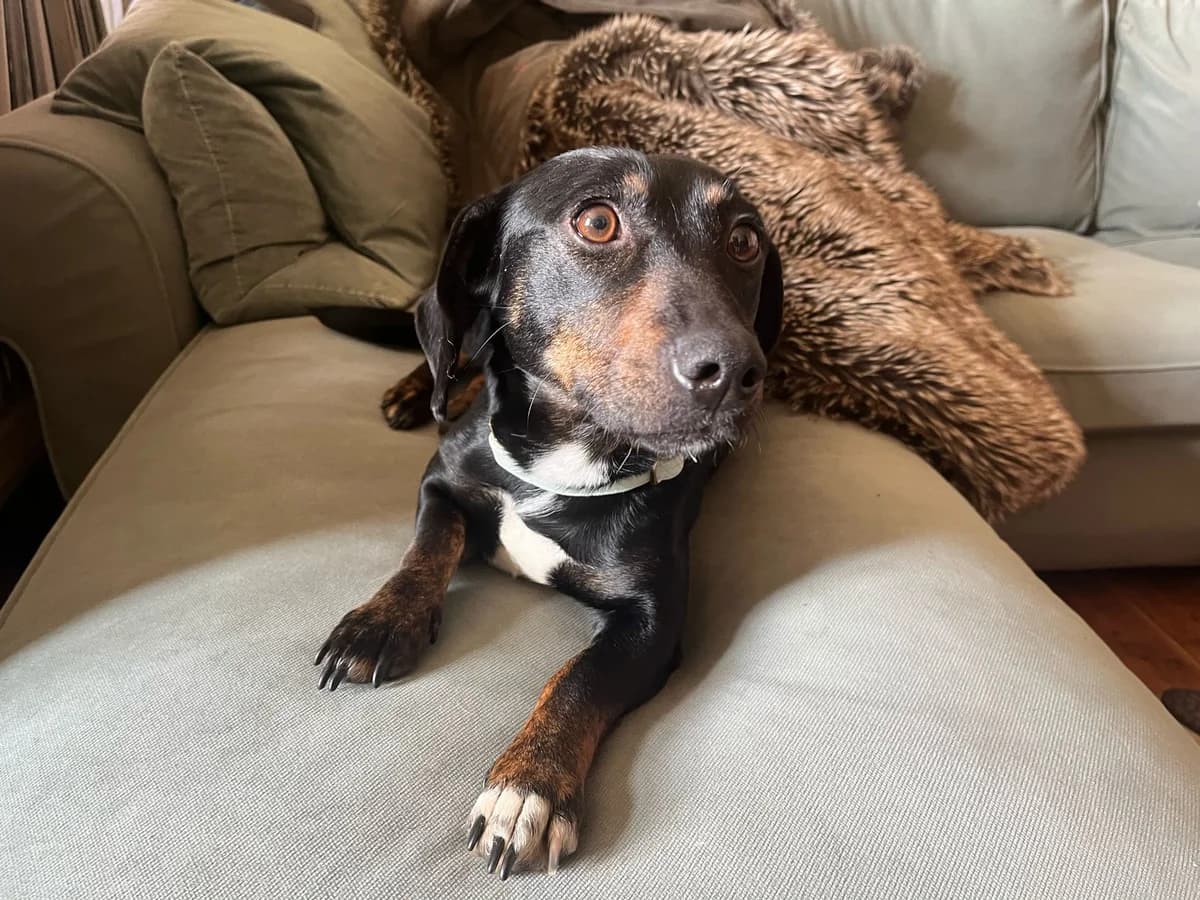 Miyu, female 5yo Mixed Breed for adoption at Ein Herz für Streuner e.V., München