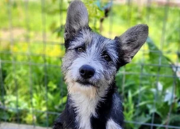 Mo, male puppy Mixed Breed for adoption at Ein Herz für Streuner e.V., München