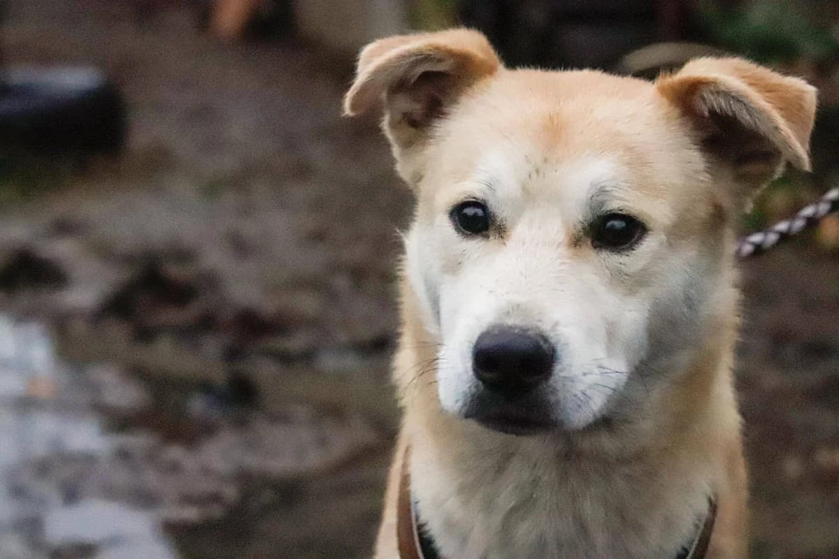 Moale, male 5yo Mixed Breed for adoption at Ein Herz für Streuner e.V., München