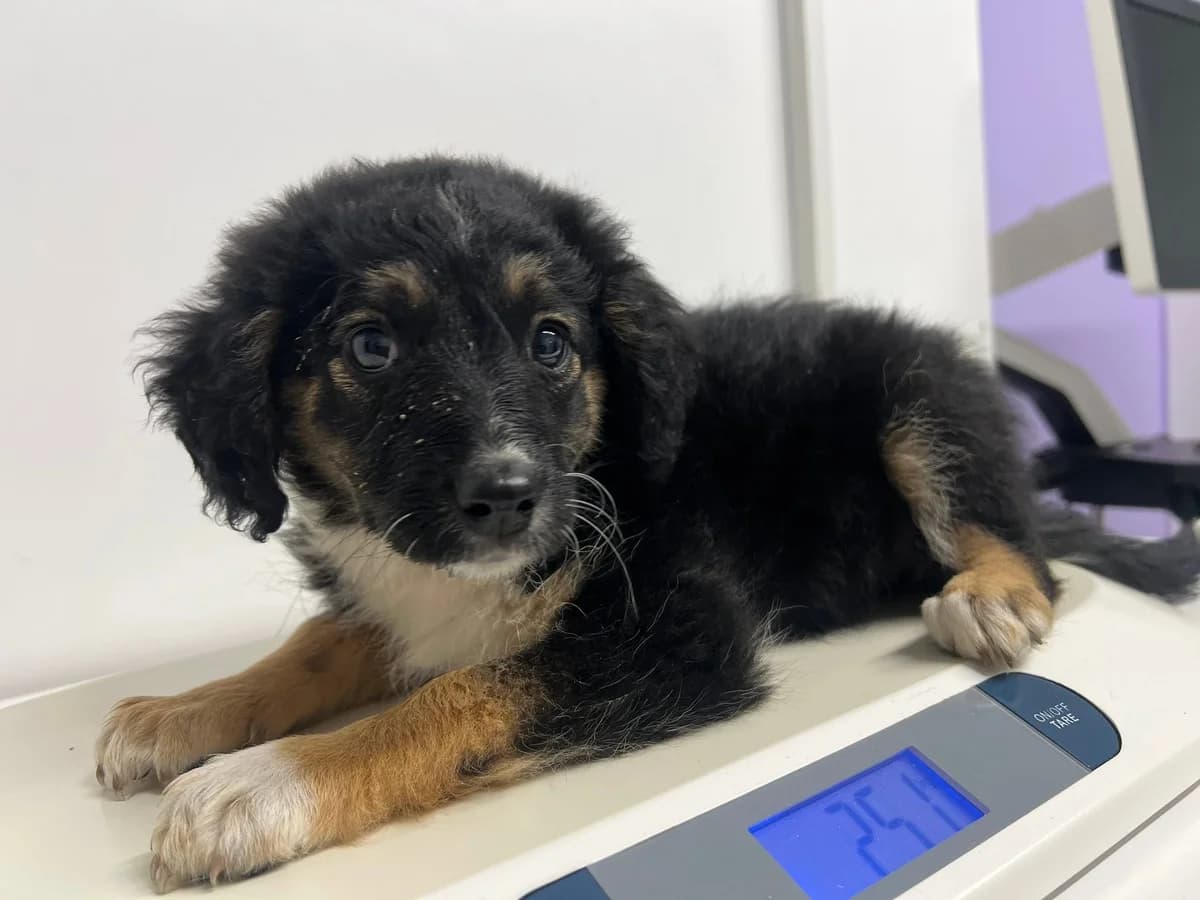 Moana, weiß female puppy Mixed Breed for adoption at Ein Herz für Streuner e.V., München