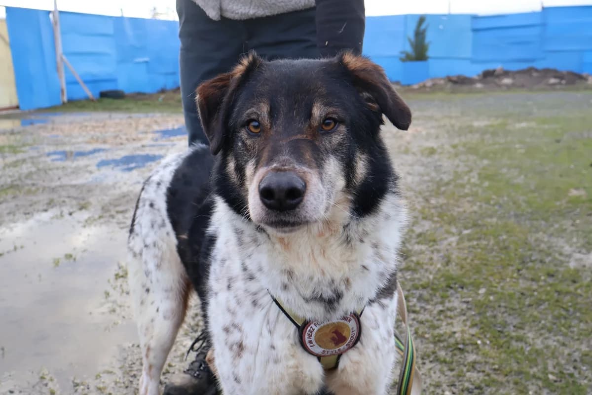 Moano, male 4yo Mixed Breed for adoption at Ein Herz für Streuner e.V., München