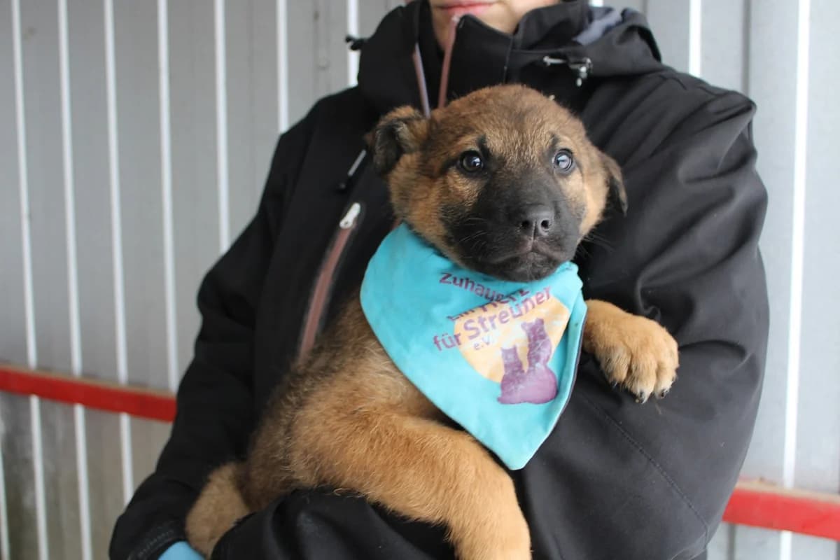 Mocca, male puppy Mixed Breed for adoption at Ein Herz für Streuner e.V., München