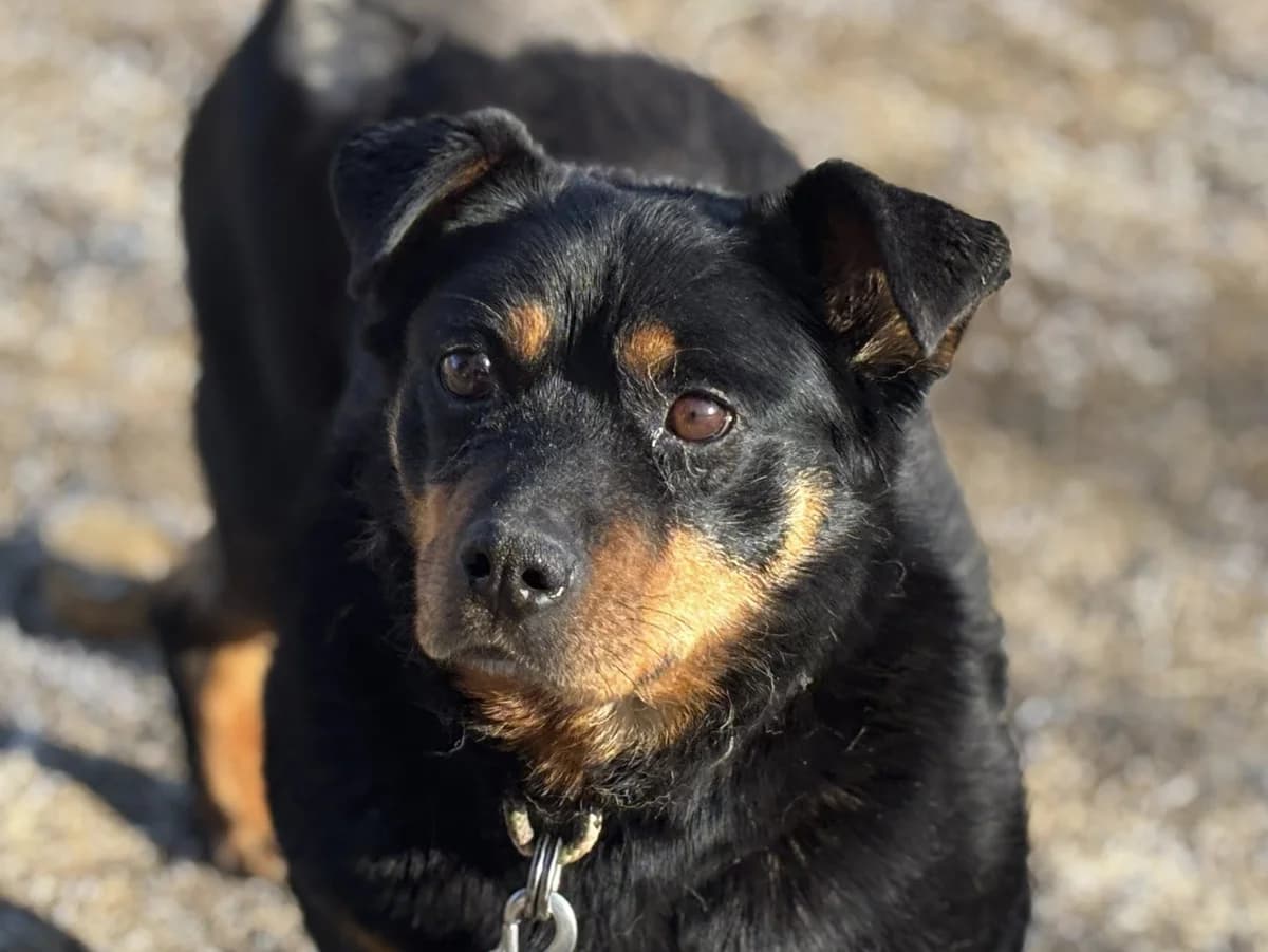 Mocca, female senior Mixed Breed for adoption at Ein Herz für Streuner e.V., München