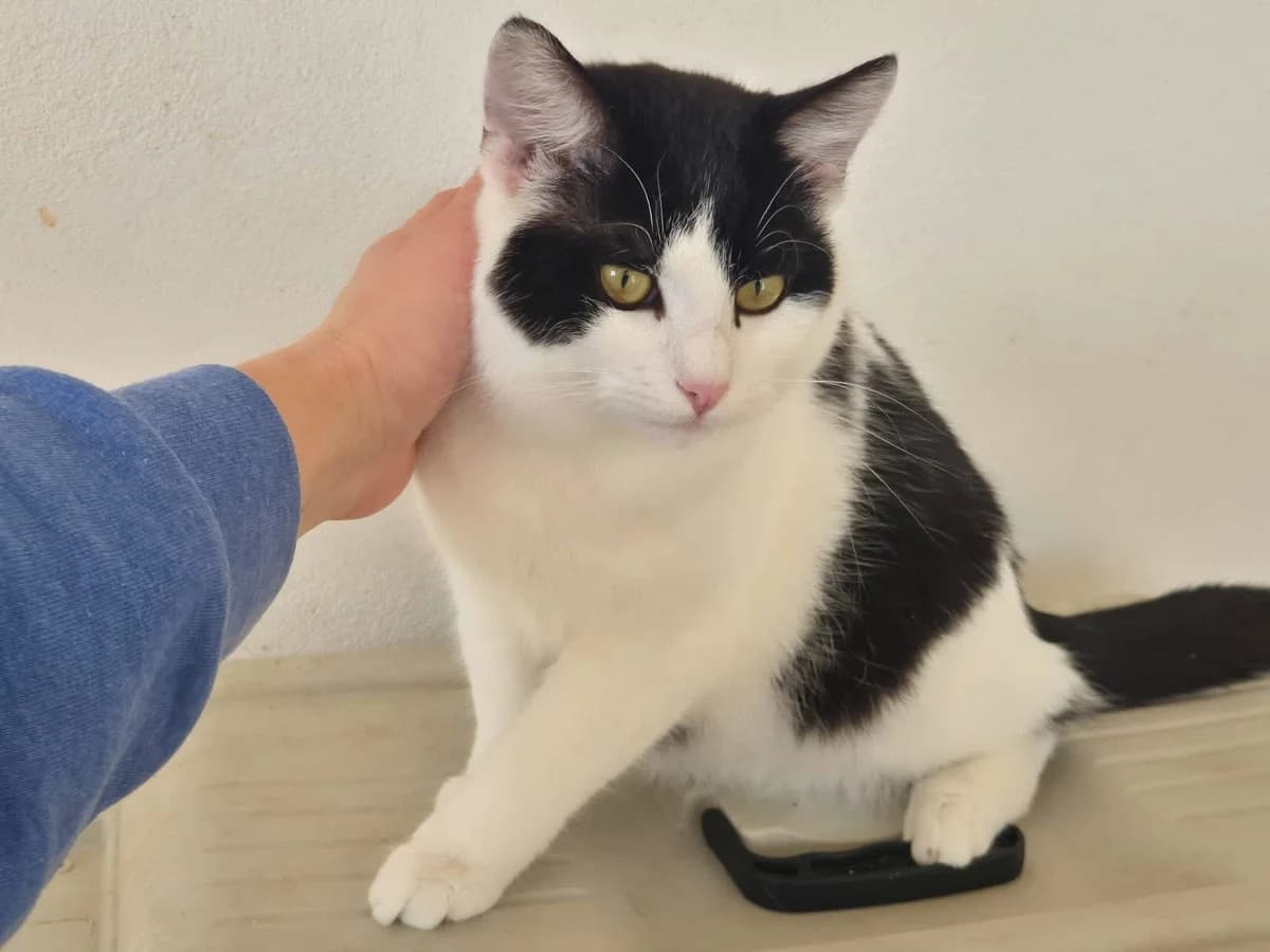 Mochi, Mixed Breed for adoption at Ein Herz für Streuner e.V., München