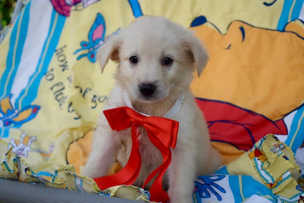 Mochi, female puppy Mixed Breed for adoption at Ein Herz für Streuner e.V., München
