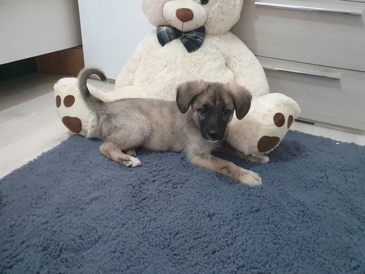 Mogitz, young Mixed Breed for adoption at Ein Herz für Streuner e.V., München