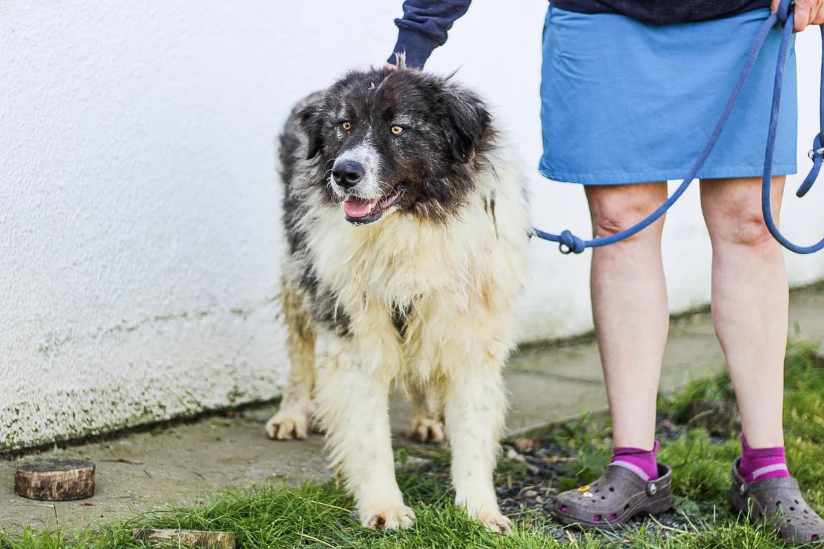 Mogli, male 6yo Mixed Breed for adoption at Ein Herz für Streuner e.V., München