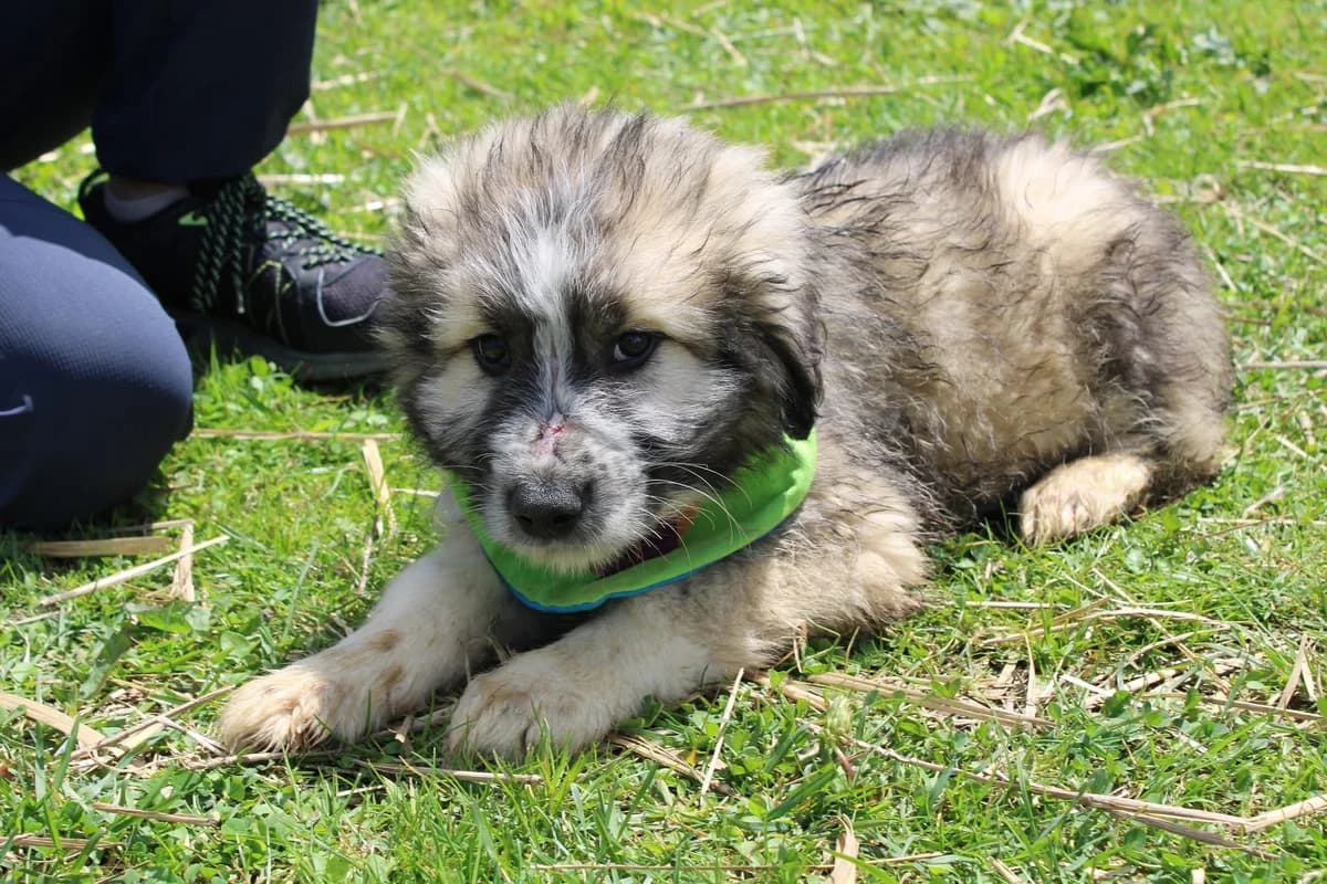 Mogli, male puppy Mixed Breed for adoption at Ein Herz für Streuner e.V., München