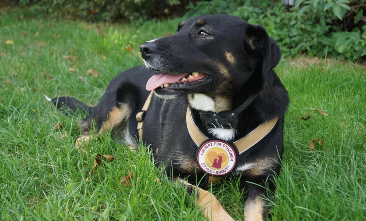 Moira, female 4yo Mixed Breed for adoption at Ein Herz für Streuner e.V., München