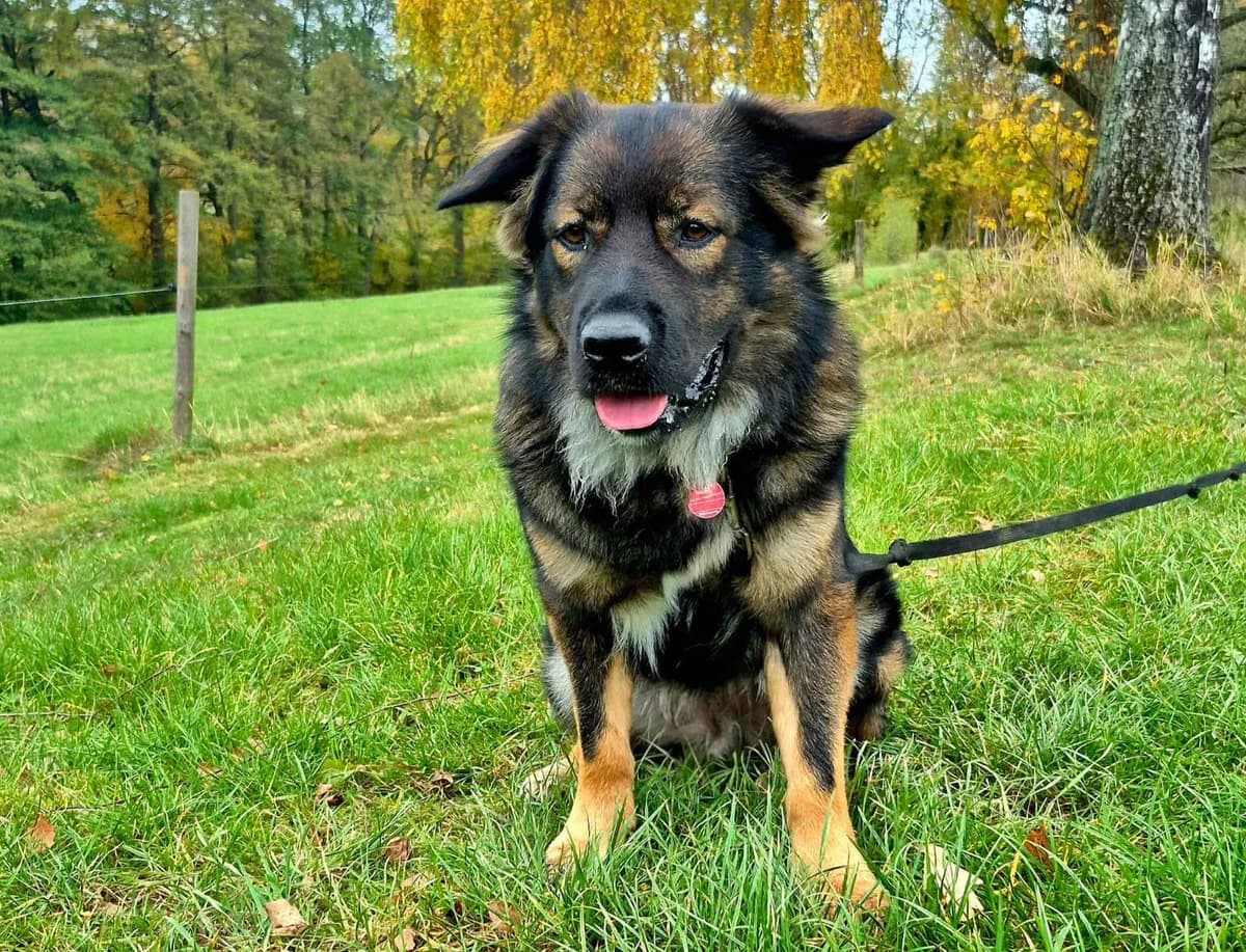 Mojito, male 5yo Mixed Breed for adoption at Ein Herz für Streuner e.V., München