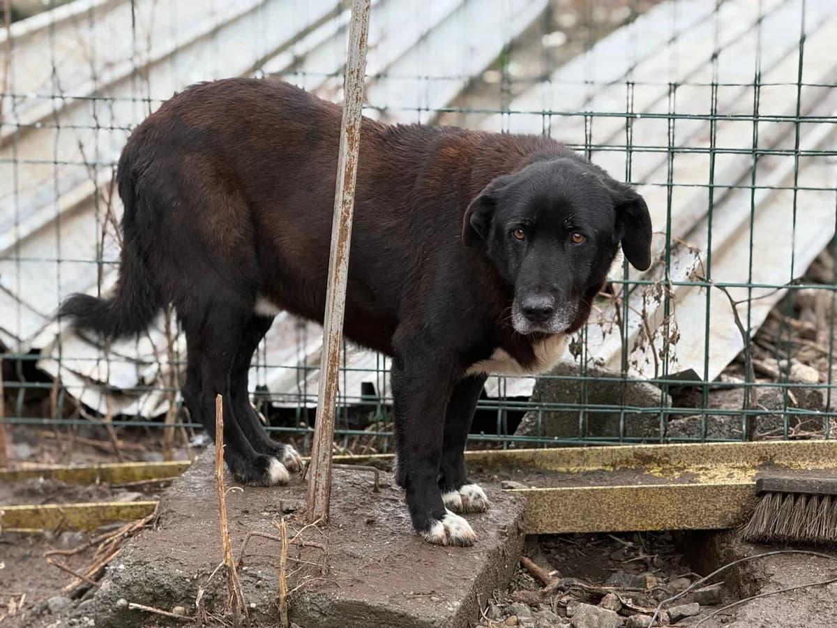 Mojo, weiß male 5yo Mixed Breed for adoption at Ein Herz für Streuner e.V., München