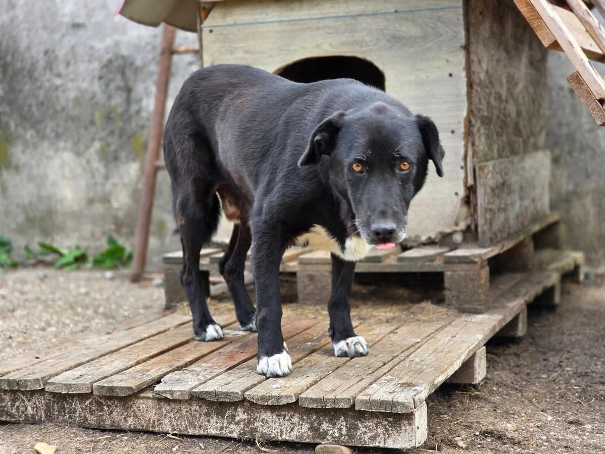Mojo, weiß male 5yo Mixed Breed for adoption at Ein Herz für Streuner e.V., München