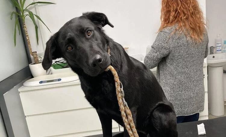 Mokka, Mixed Breed for adoption at Ein Herz für Streuner e.V., München
