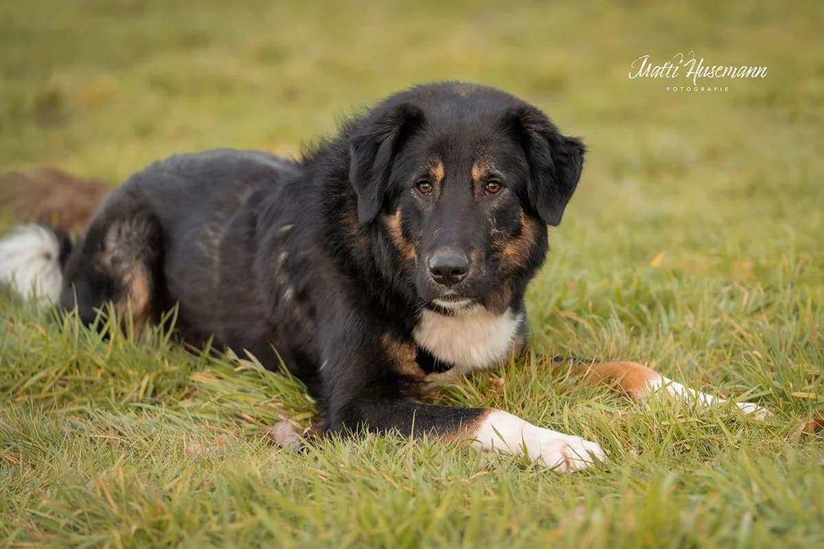 Mole, male 5yo Mixed Breed for adoption at Ein Herz für Streuner e.V., München