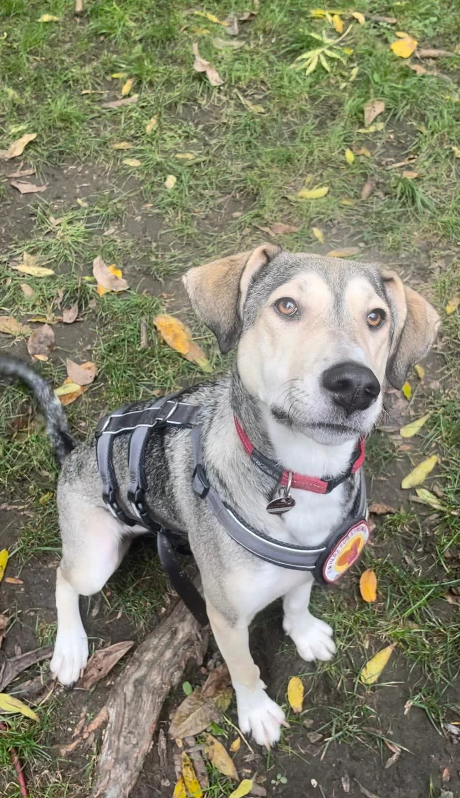 Molina, female 5yo Mixed Breed for adoption at Ein Herz für Streuner e.V., München
