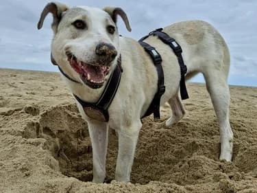 Molly, female 4yo Mixed Breed for adoption at Ein Herz für Streuner e.V., München